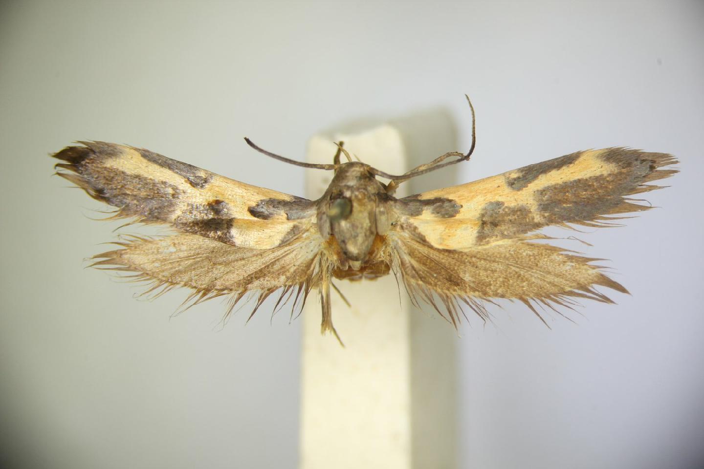 Euclemensia woodiella thumbnail