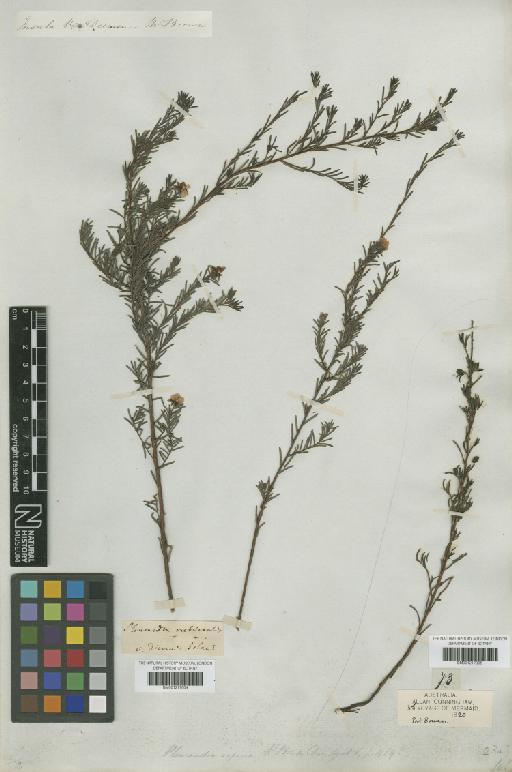 Hibbertia riparia (R.Br. ex DC.) Hoogland - BM001217004