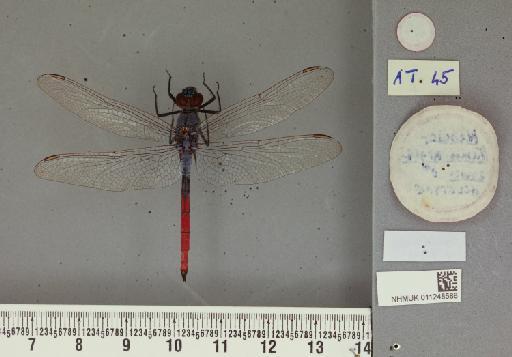 Nesciothemis nigeriensis Gambles, 1966 - 011248588_Nesciothemis_nigeriensis_T_labels2