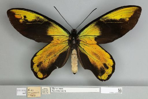 Ornithoptera victoriae regis Rothschild, 1895 - 013602557__