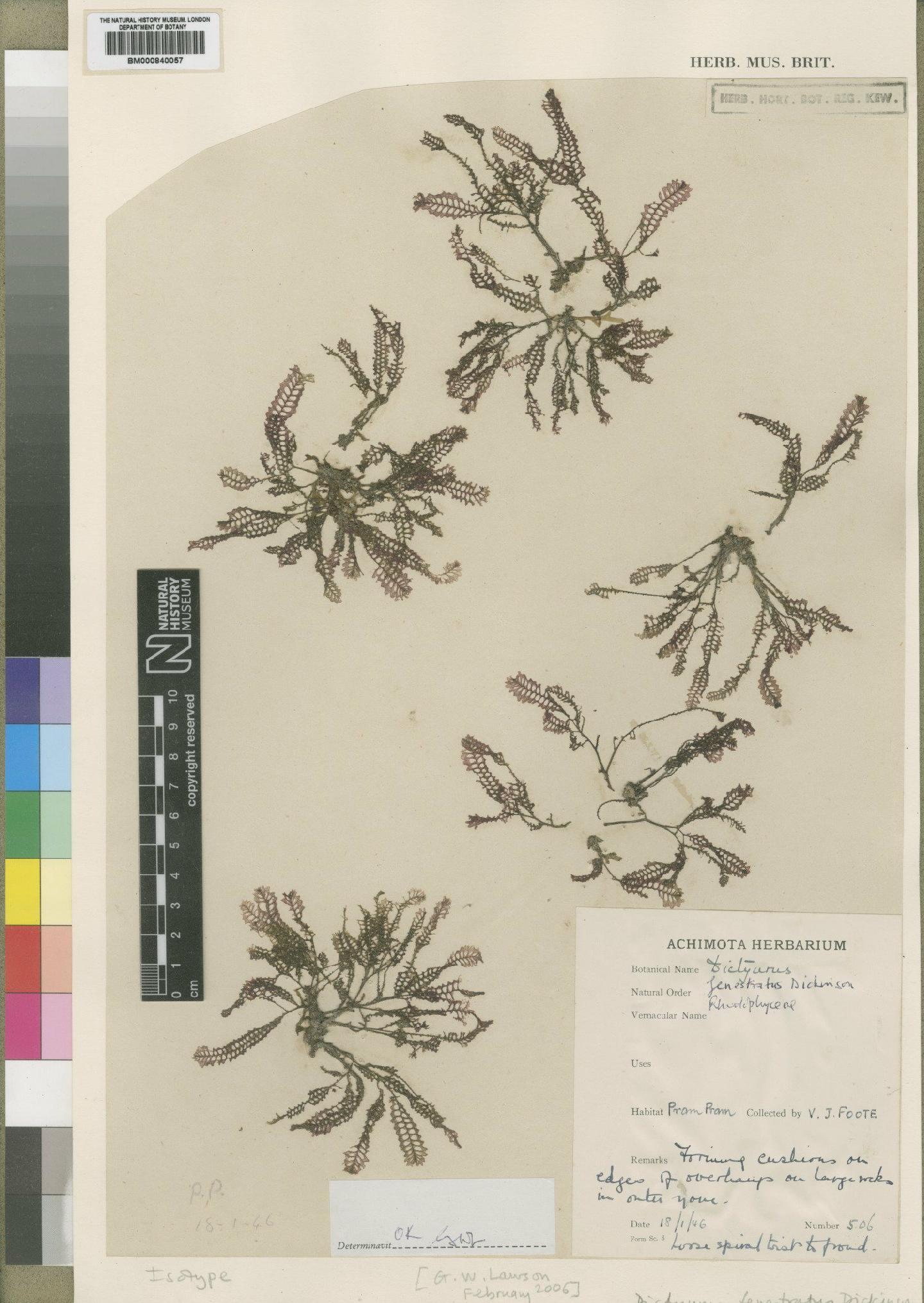 To NHMUK collection (Dictyurus fenestratus Dickinson; Isotype; NHMUK:ecatalogue:4519064)
