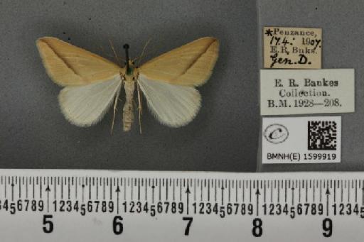 Rhodometra sacraria ab. ochracearia Fuchs, 1903 - BMNHE_1599919_300857