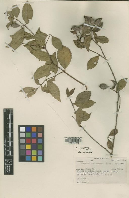 Eugenia pleurocarpa Standl. - BM000603776