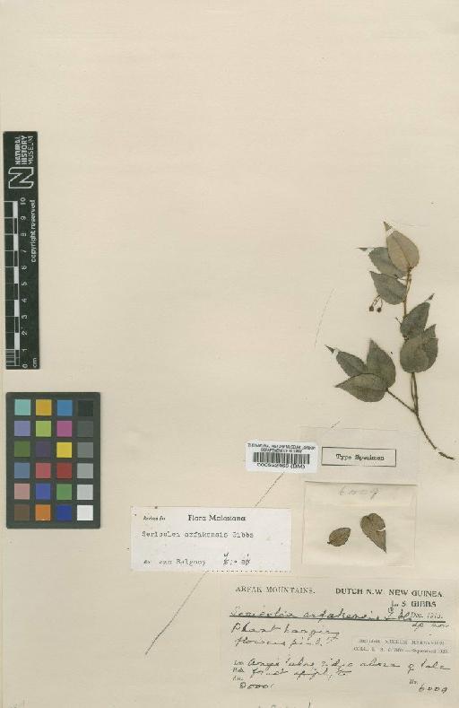 Sericolea arfakensis Gibbs - BM000522468