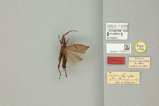 Trigonopteryx sumatrana Willemse, 1930 - 012499052_71729_84530