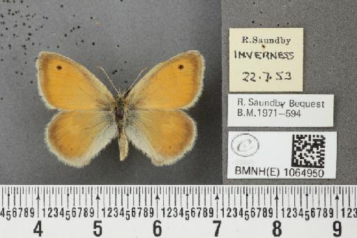 Coenonympha pamphilus (Linnaeus, 1758) - BMNHE_1064950_26215