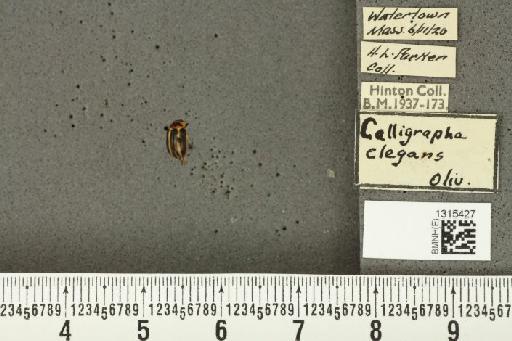 Calligrapha (Bidensomela) californica Linell, 1896 - BMNHE_1315427_15840