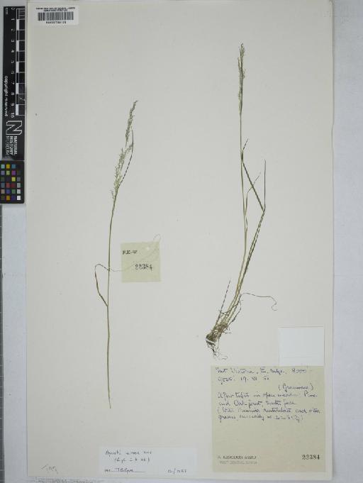 Flowering plant - 000759118