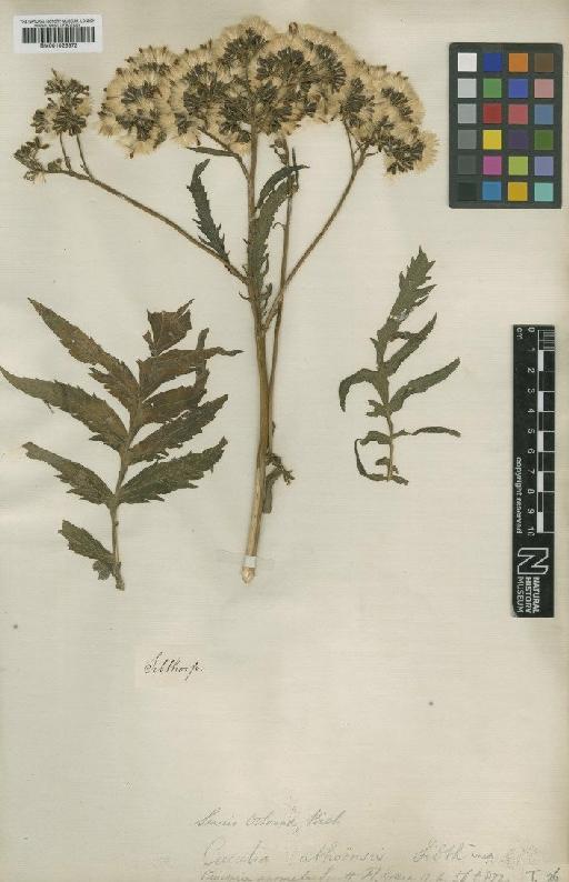 Senecio othonnae M.Bieb. - BM001025972