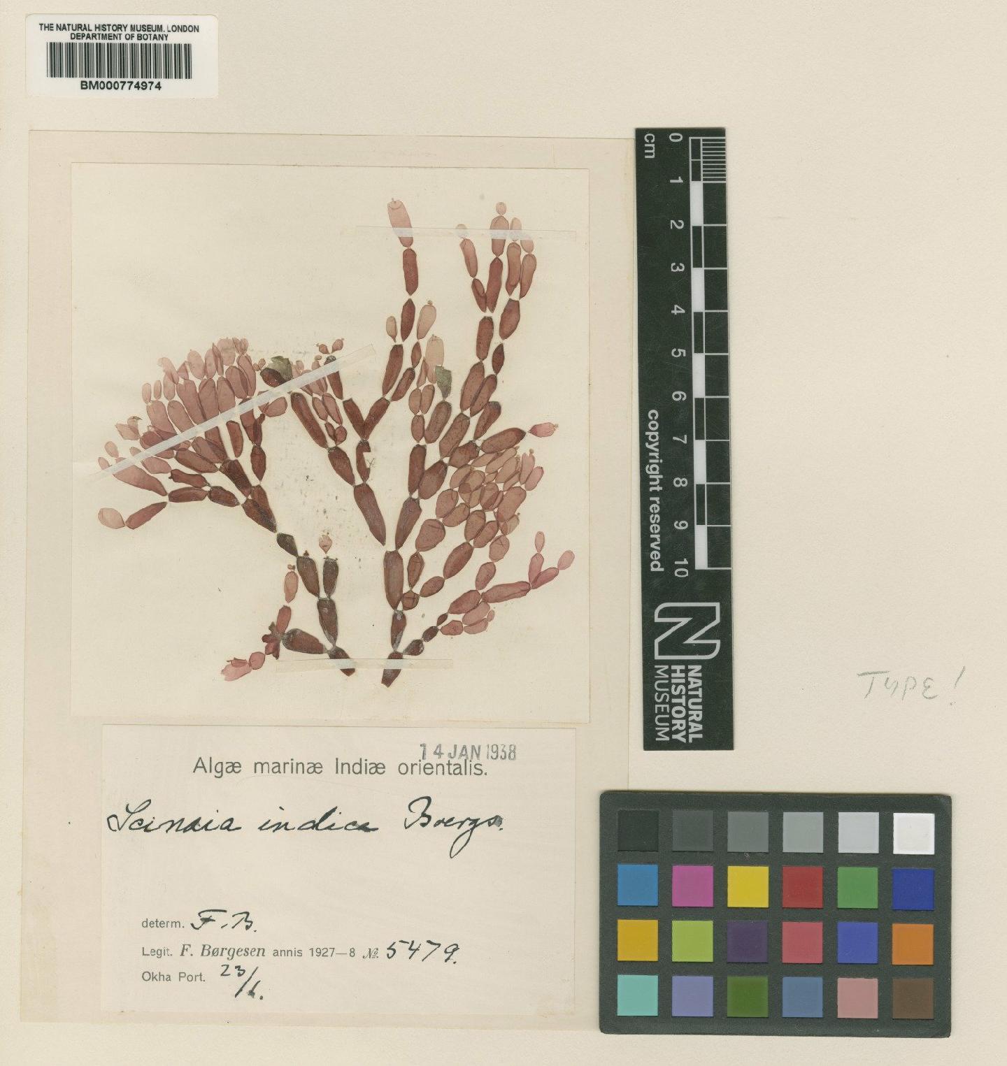 To NHMUK collection (Scinaia moniliformis J.Agardh; Type; NHMUK:ecatalogue:4860293)