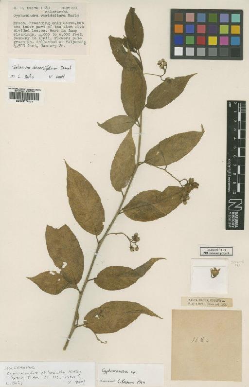 Cyphomandra chlorantha Rusby - BM000778021