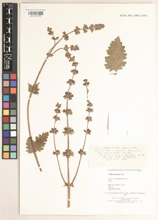 Salvia verbenaca L. - 014113701