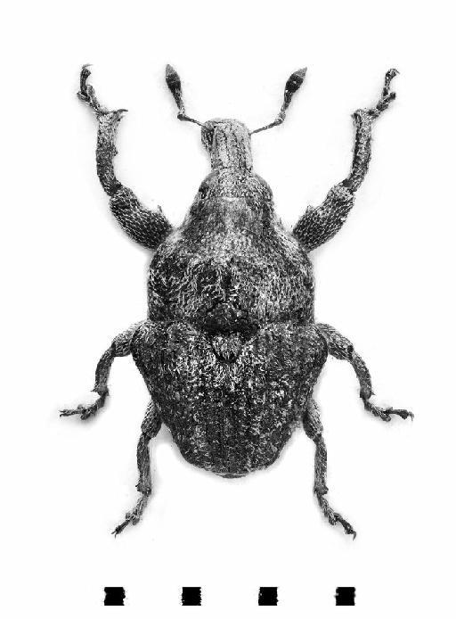 Trigonocolus vitticollis Marshall - Trigonocolus vitticollis-BMNH(E)1237665-dorsal mono