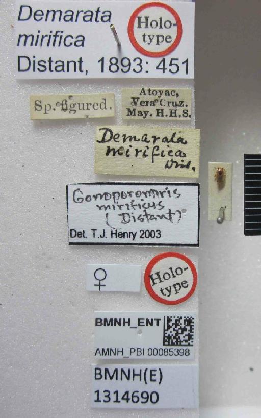 Demarata mirifica Distant, 1893 - Demarata mirifica-BMNH(E)1314690-Holotype female dorsal & labels