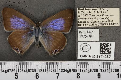 Lampides boeticus (Linnaeus, 1767) - BMNHE_1374287_167629