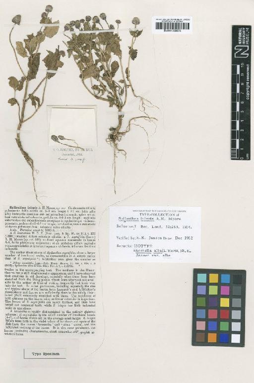 Acmella alba (L'Hér.) R.K.Jansen - BM001009575