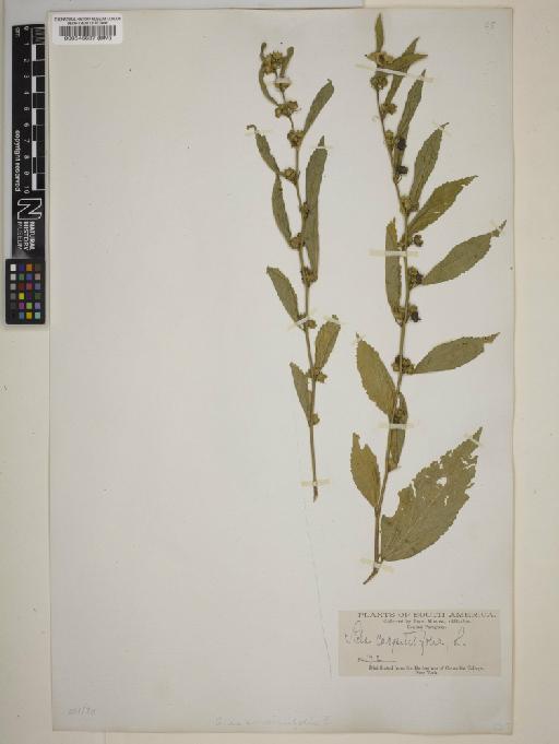 Sida acuta var. carpinifolia (L.) K.Schum. - BM000545637