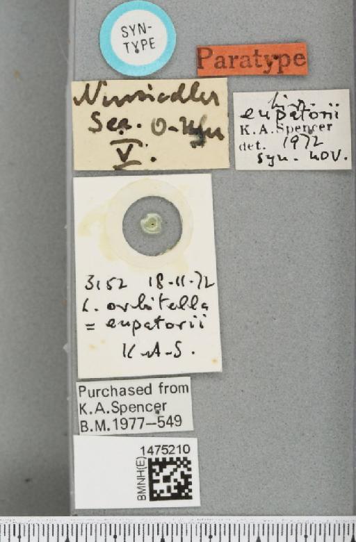Liriomyza orbitella Hendel, 1931 - BMNHE_1475210_a_label_49886