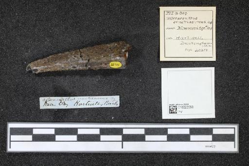 Asteracanthus ornatissimus Agassiz, 1837 - 010022550_L010040512