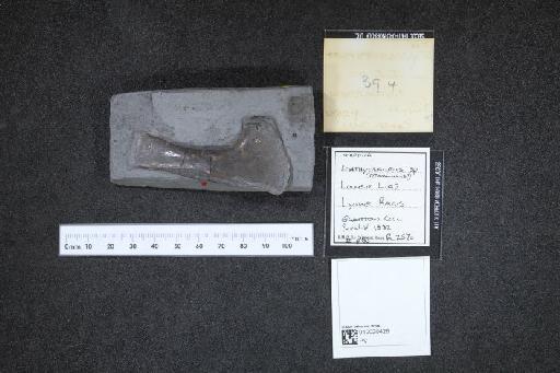 Ichthyosaurus communis De la Beche & Conybeare, 1821 - 010020428_L010040035_(2)