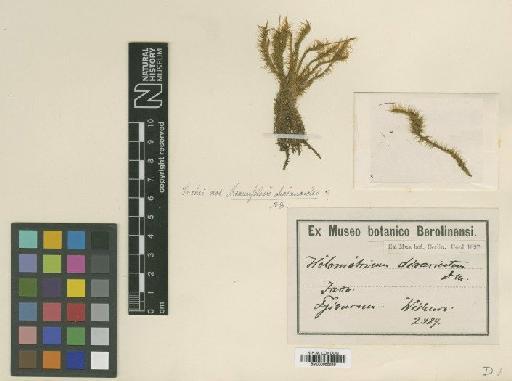 Braunfelsia dicranoides (Dozy & Molk.) Broth. - BM000965849