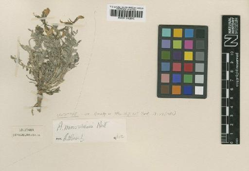 Astragalus missouriensis var. missouriensis - BM001042615
