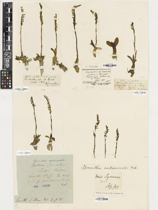 Spiranthes spiralis (L.) Chevall. - BM001164337