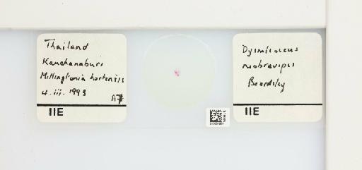 Dysmicoccus neobrevipes Beardsley, 1959 - 013551901_117310_1098773_157665_NonType