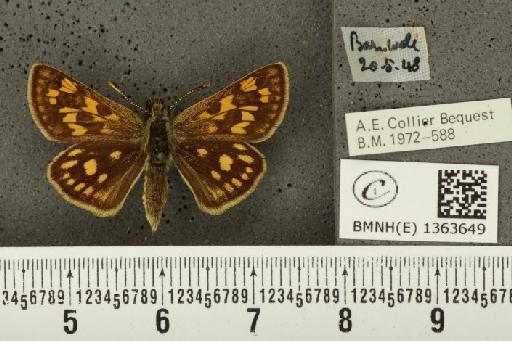 Carterocephalus palaemon (Pallas, 1771) - BMNHE_1363649_175816