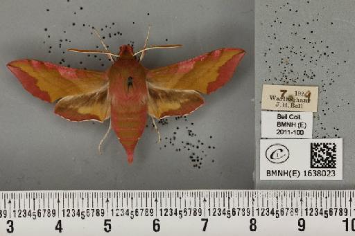 Deilephila porcellus (Linnaeus, 1758) - BMNHE_1638023_207076