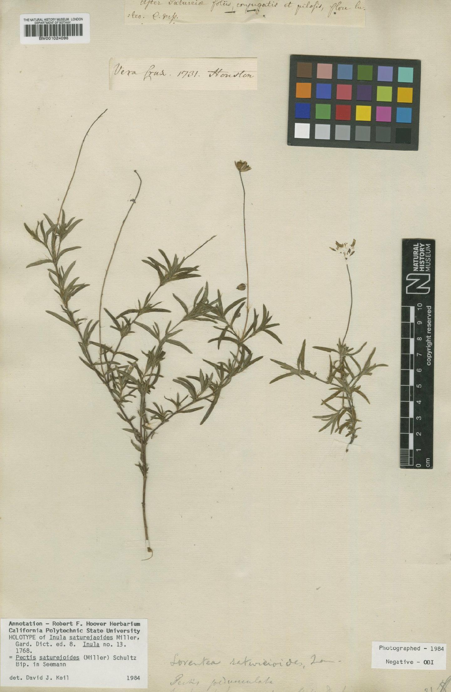 To NHMUK collection (Pectis saturejoides (Mill.) Sch.Bip.; Holotype; NHMUK:ecatalogue:622679)