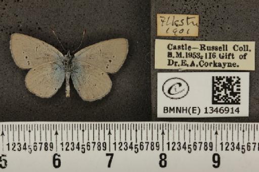 Cupido minimus ab. semiobsoleta Tutt, 1908 - BMNHE_1346914_150662