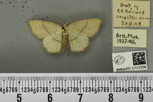 Cyclophora punctaria ab. communifasciata Donovan, 1808 - BMNHE_1713336_276084