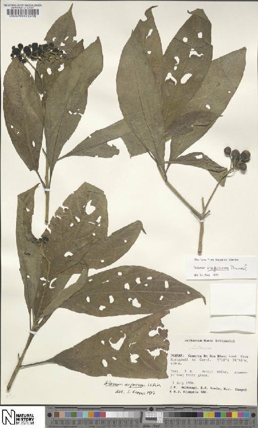 Solanum rugosum Dunal - BM000579846