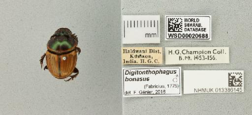 Digitonthophagus bonasus (Fabricius, 1775) - 013386145_151653_976719