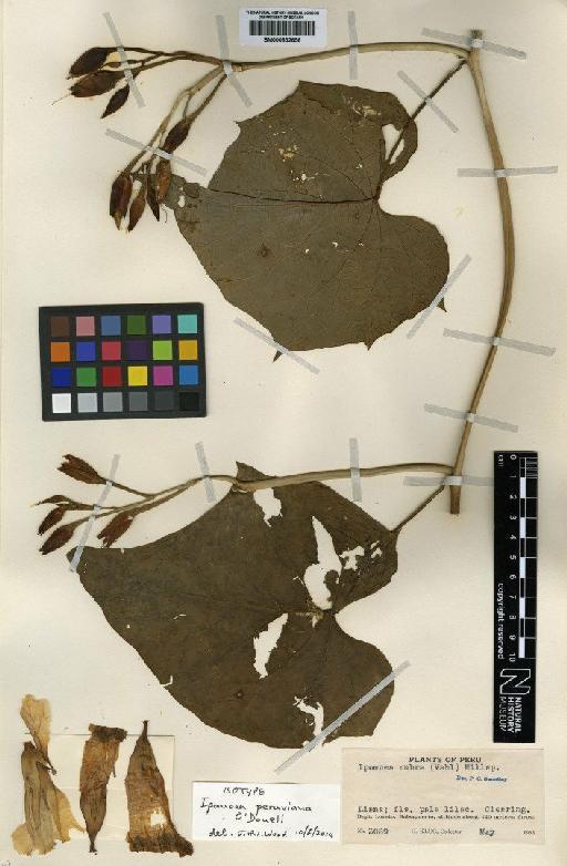 Ipomoea peruviana O'Donell - BM000832656