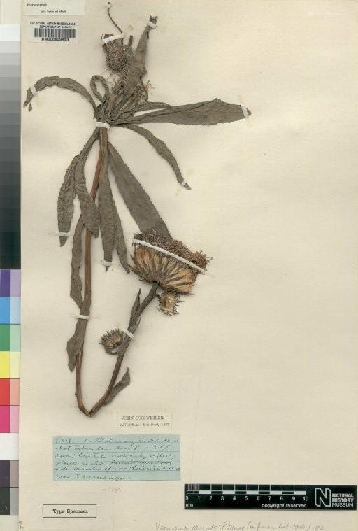 Vernonia ornata Moore - BM000629453
