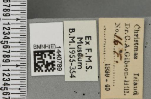 Bactrocera (Javadacus) cucurbitae (Coquillett, 1899) - BMNHE_1440789_label_35829