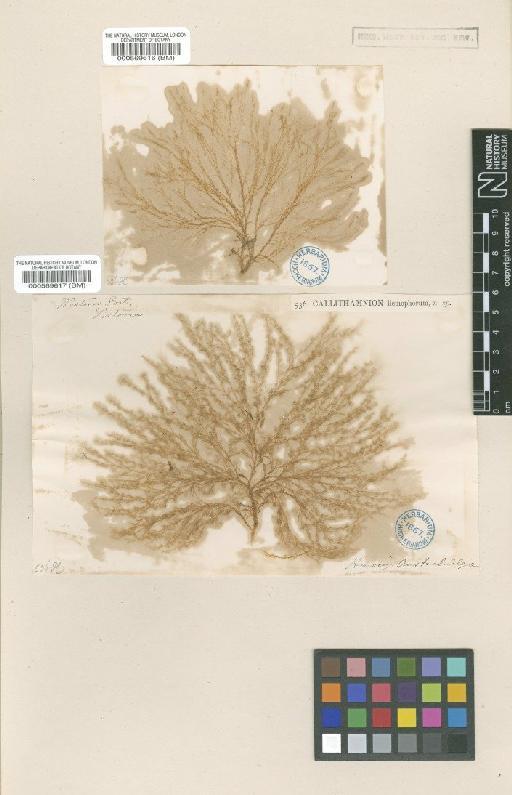 Anotrichium licmophorum (Harv.) Baldock - BM000569617