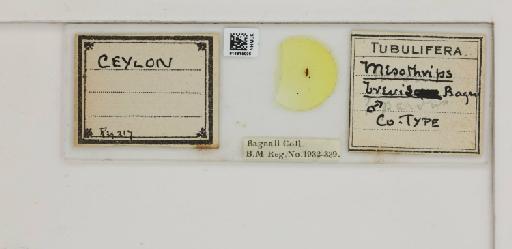 Teuchothrips brevis (Bagnall, 1924) - 014815006_833440_1609368_157852_Type