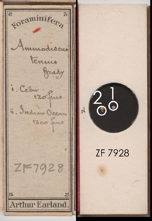 Ammodiscus tenuis Brady 1881 - ZF 7928.tif