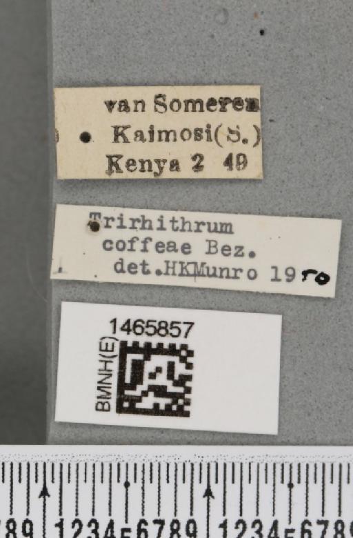 Trirhithrum coffeae Bezzi, 1918 - BMNHE_1465857_label_27134