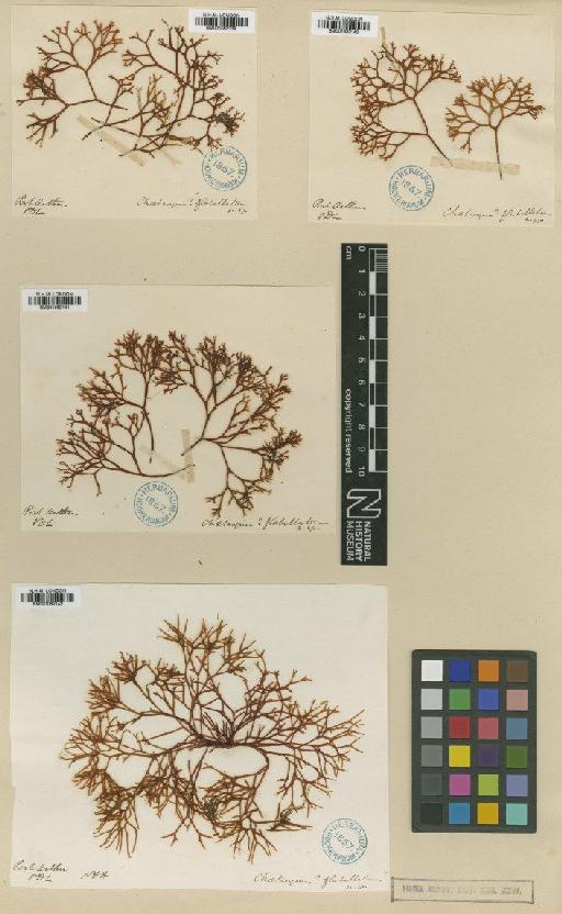 Nothogenia flabellatum (Harv.) P.G.Parkinson - BM001082141