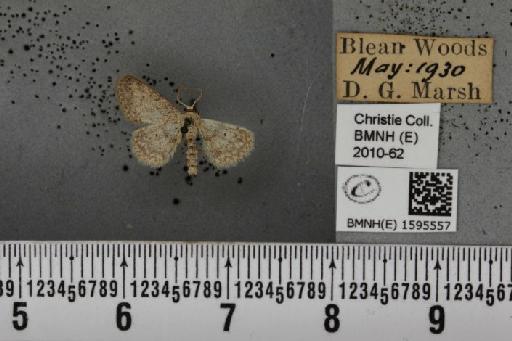 Idaea seriata (Schrank, 1802) - BMNHE_1595557_262990