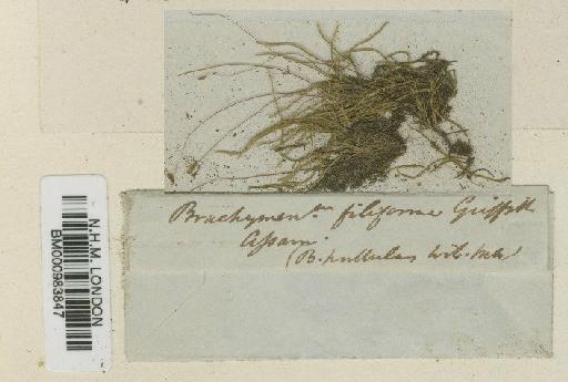 Anomobryum cymbifolium (Lindb.) Broth. - BM000983847