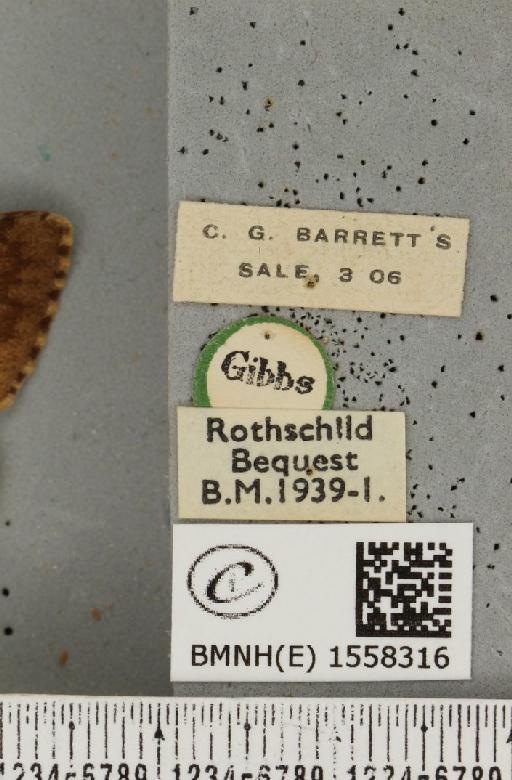 Lymantria dispar ab. fasciatella Strand, 1934 - BMNHE_1558316_label_252600