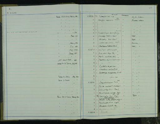 Rhinobatos whitfieldi infraphylum Gnathostomata Hay, 1903 - NHM-UK_P_DF118_03_20_0047