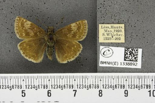 Erynnis tages tages (Linnaeus, 1758) - BMNHE_1338892_168166