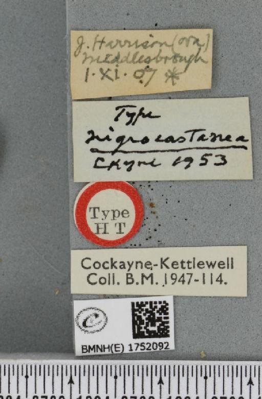 Hydriomena ruberata ab. nigrocastanea Cockayne, 1953 - BMNHE_1752092_label_330701