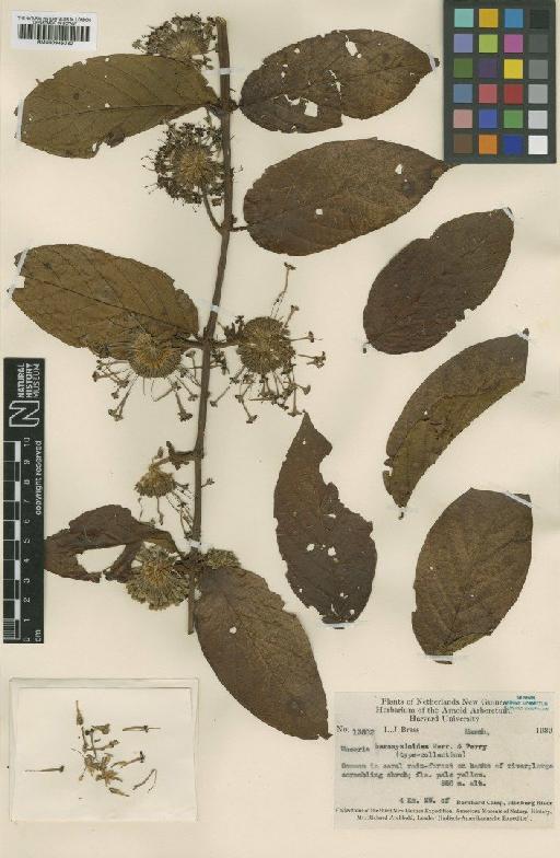 Uncaria bernaysii F.Muell. - BM000945030